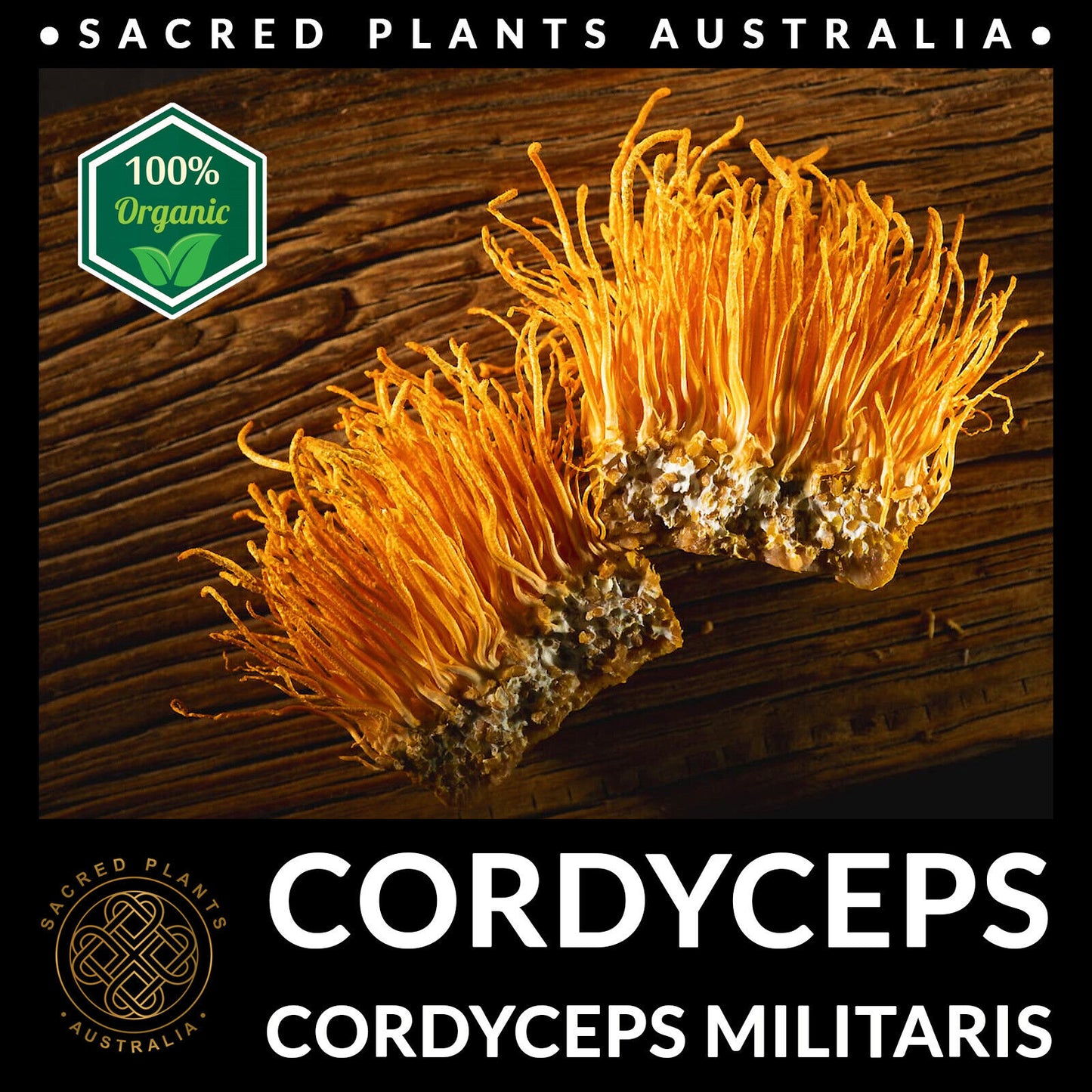 CORDYCEPS 50g Organic Mushroom Powder | Cordyceps Militaris Rare Medicinal Fungi