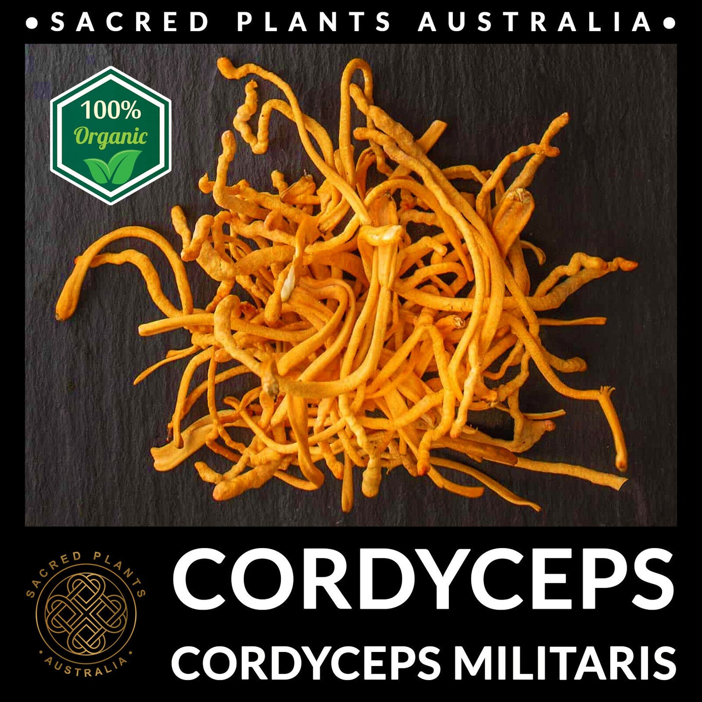 CORDYCEPS 50g Organic Mushroom Powder | Cordyceps Militaris Rare Medicinal Fungi