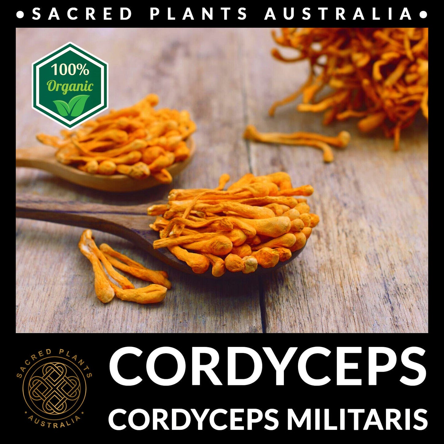 CORDYCEPS 50g Organic Mushroom Powder | Cordyceps Militaris Rare Medicinal Fungi