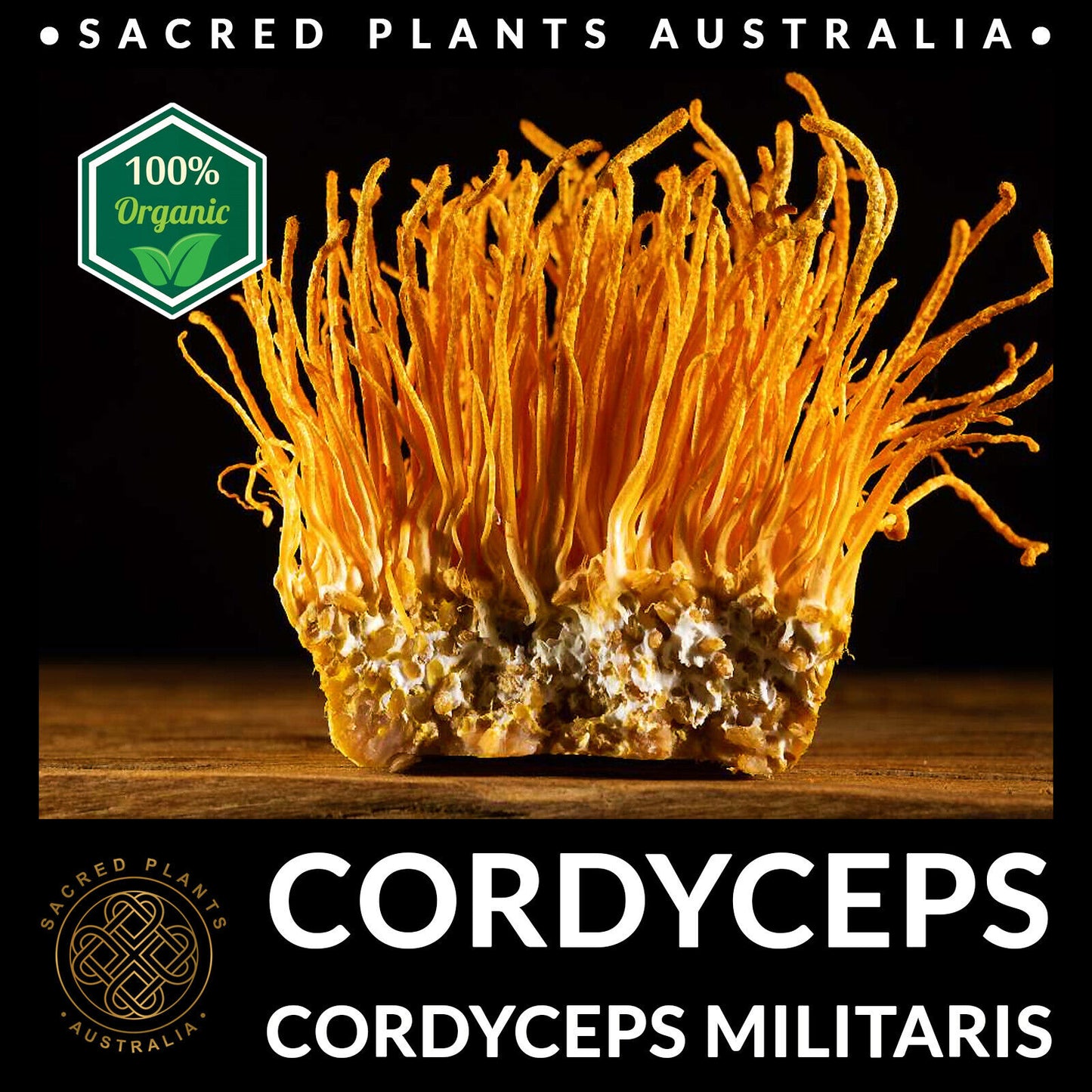 CORDYCEPS 50g Organic Mushroom Powder | Cordyceps Militaris Rare Medicinal Fungi