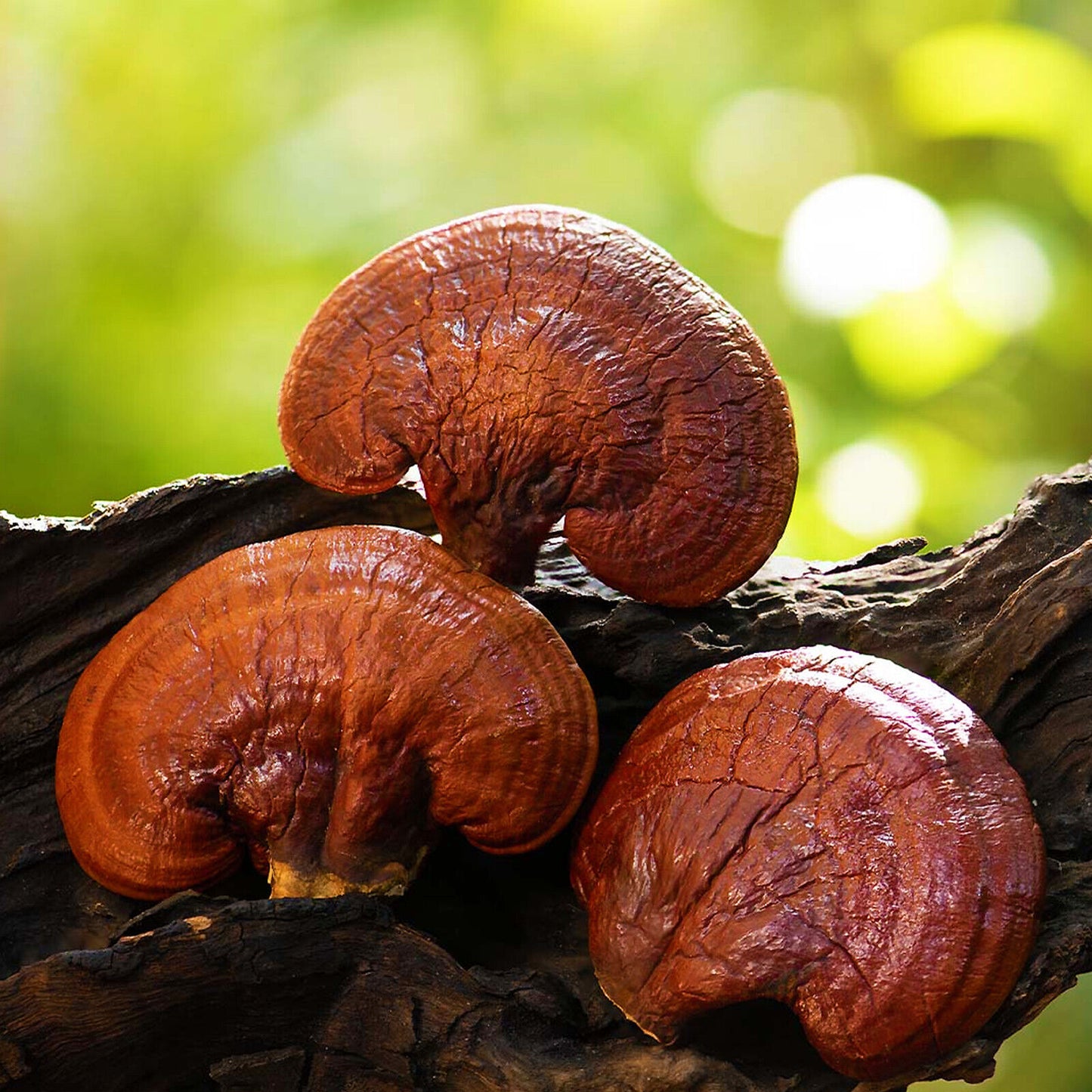 REISHI Mushroom Powder 50g Organic | Ganoderma Lucidum Exotic Medicinal Fungi