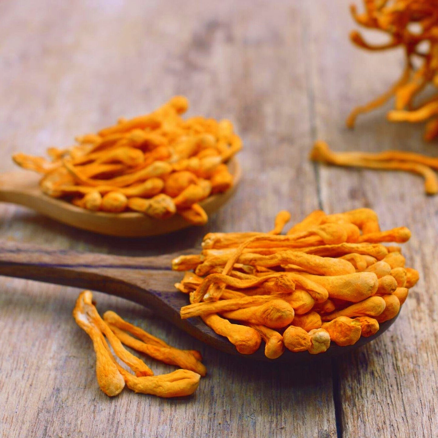 CORDYCEPS 50g Organic Mushroom Powder | Cordyceps Militaris Rare Medicinal Fungi