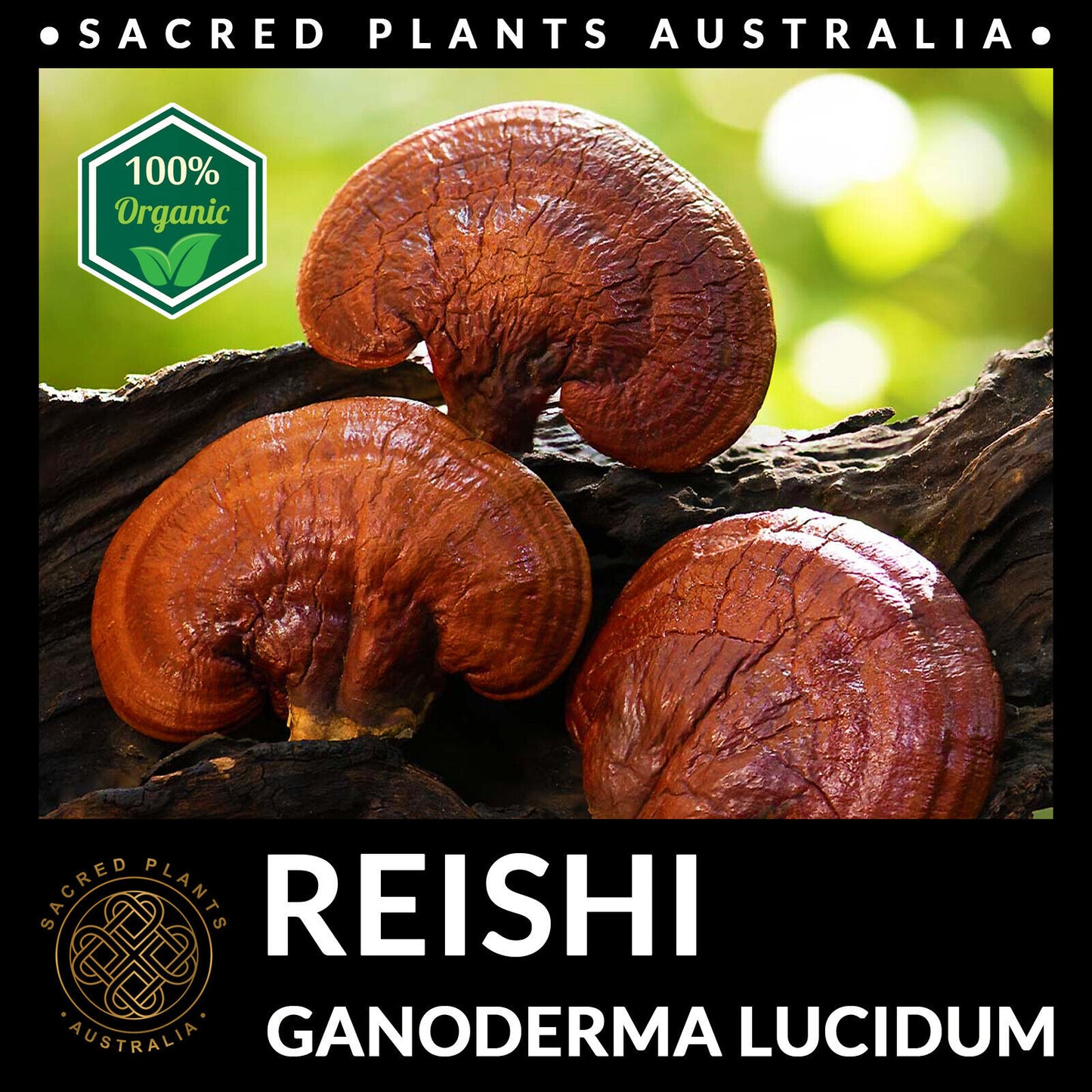 REISHI Mushroom Powder 50g Organic | Ganoderma Lucidum Exotic Medicinal Fungi