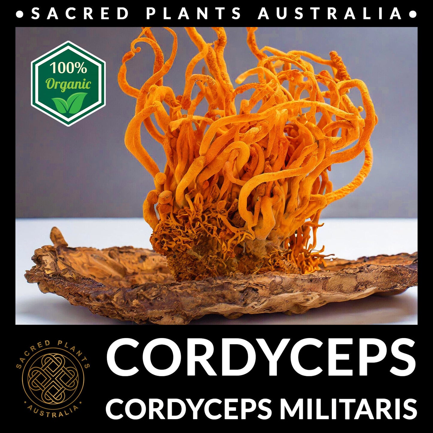 CORDYCEPS 50g Organic Mushroom Powder | Cordyceps Militaris Rare Medicinal Fungi