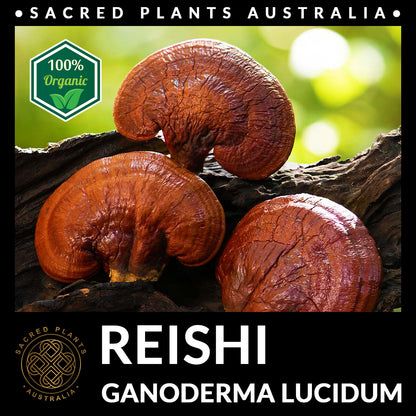 REISHI Mushroom Powder 50g Organic | Ganoderma Lucidum Exotic Medicinal Fungi